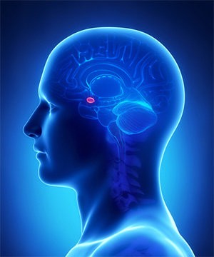 Panic Attacks brain - The Amygdala