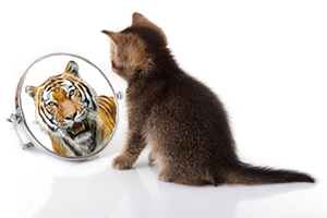 Cat but tiger on the mirror