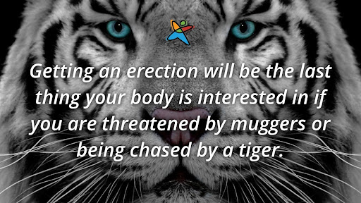 Getting an erection will be the last thing your body is interested in if you are threatened by muggers or being chased by a tiger!