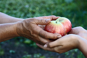 Giving Apples