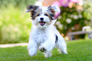 Hypnotherapy best sale for dogs