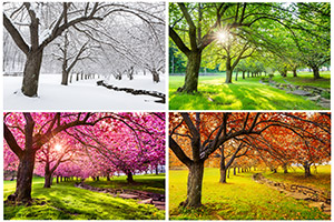 The Four Seasons