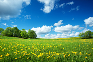 Spring Meadow Relaxation